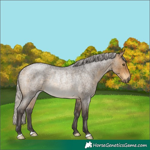 Horse Color:Silver Buckskin Roan Rabicano 