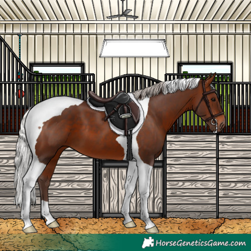 Horse Color:Silver Bay Tobiano 