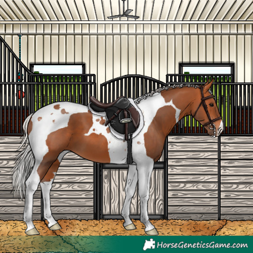 Horse Color:Silver Bay Tobiano 