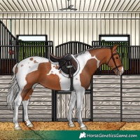 Horse Color:Silver Bay Tobiano