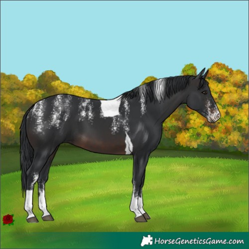 Horse Color:Powder White Brown Tobiano 