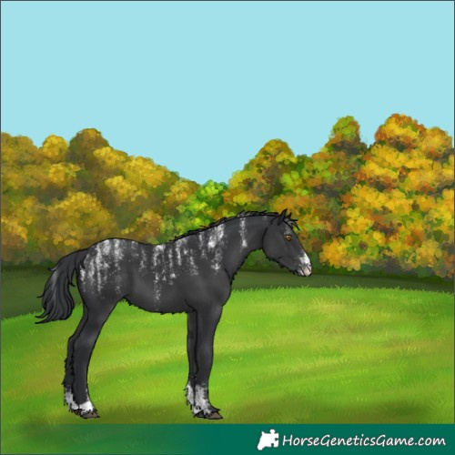 Horse Color:Powder White Black 