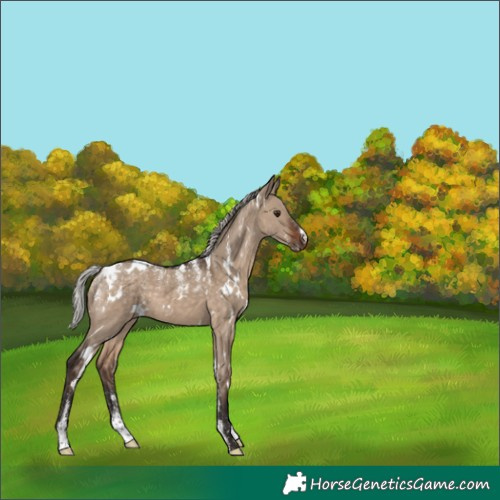 Horse Color:Powder White White Spotted Silver Brown Dun