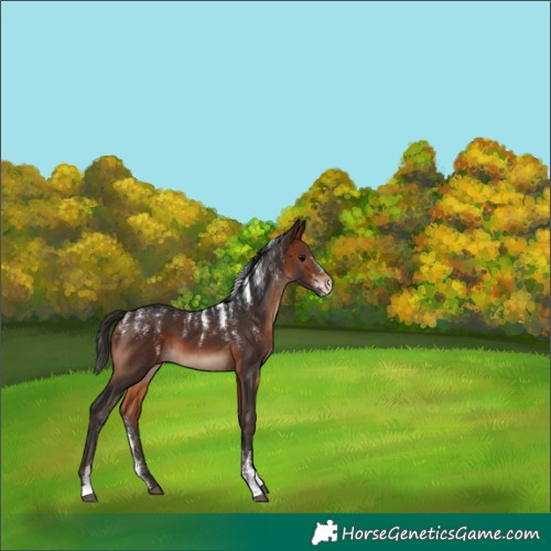 Horse Color:Powder White Bay 