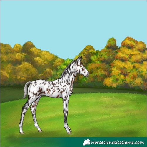 Horse Color:Powder White Gray Silver Bay Appaloosa 