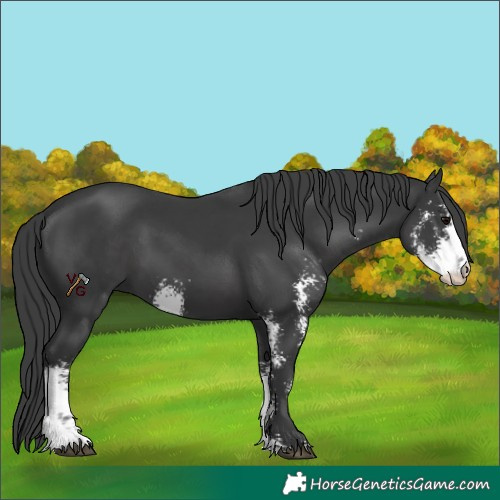 Horse Color:Black Sabino