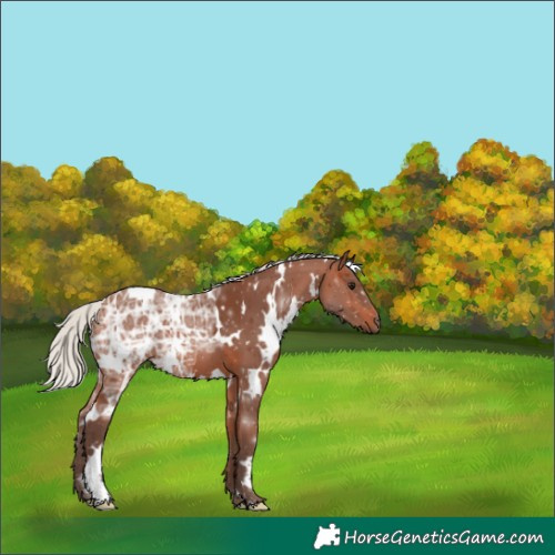 Horse Color:White Spotted Silver Brown Ice 