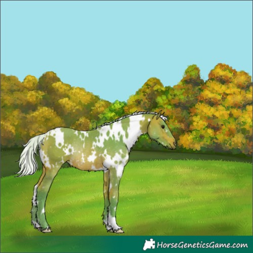 Horse Color:Watercolor White Spotted Silver Bay Rabicano 