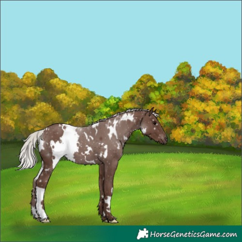 Horse Color:White Spotted Silver Black 