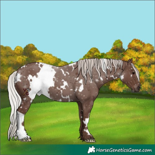 Horse Color:White Spotted Silver Black 