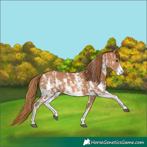 Horse Color:Chestnut Sabino
