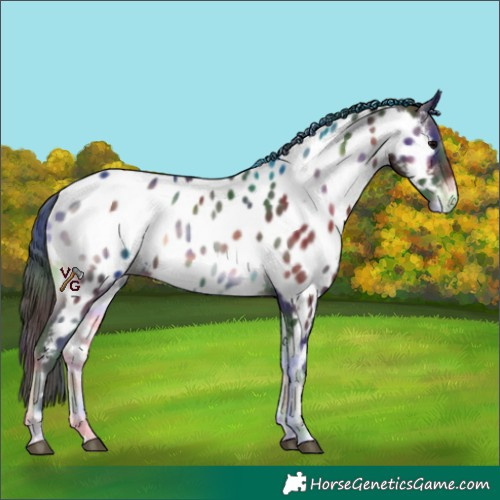 Horse Color:Nacre Brown Onyx Appaloosa 
