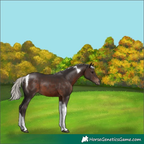 Horse Color:Silver Brown Tobiano 