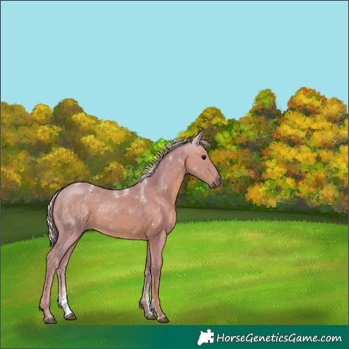 Horse Color:Powder White Watercolor Silver Black 