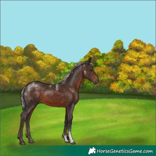 Horse Color:Powder White Silver Bay Rabicano