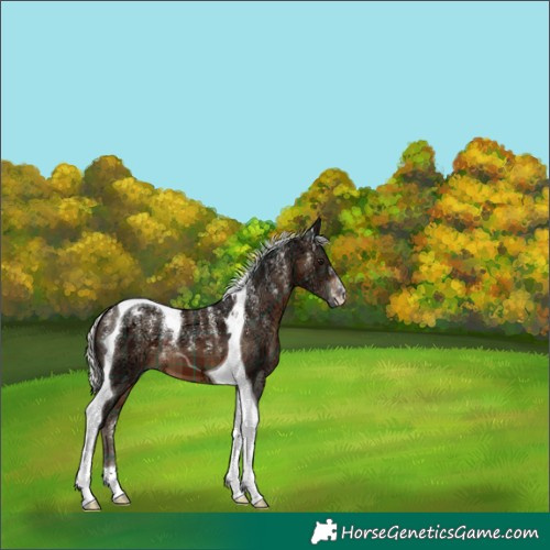 Horse Color:Powder White Plaid  Silver Brown Ice Tobiano 