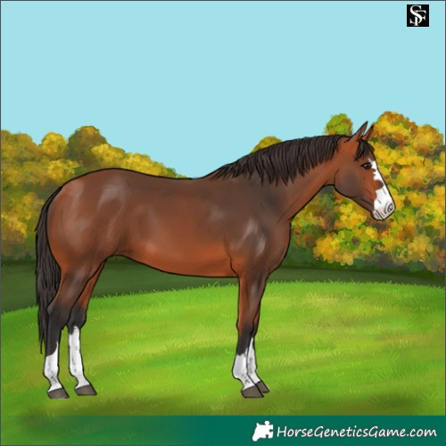 Horse Color:Bay 