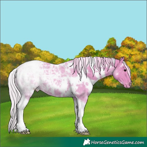 Horse Color:Watercolor White Spotted Silver Black Ice Tobiano Appaloosa Rabicano