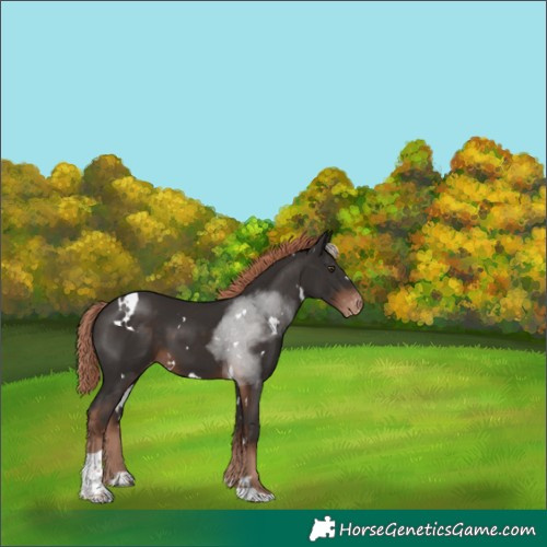 Horse Color:White Spotted Liver Chestnut Tobiano Skewed Appaloosa 