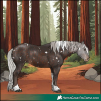 Horse Color:White Spotted Silver Bay Tobiano Skewed Appaloosa 