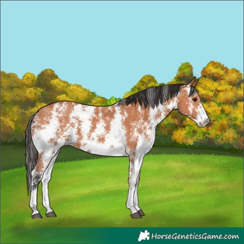 Horse Color:Bay Sabino 