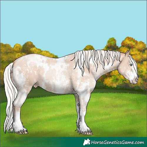 Horse Color:White Spotted Silver Classic Champagne Pearl Sabino 