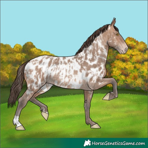 Horse Color:Sable Champagne Appaloosa  and Sable Champagne Appaloosa Rabicano 