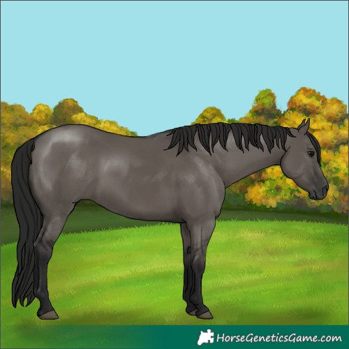 Horse Color:Gray Grullo 