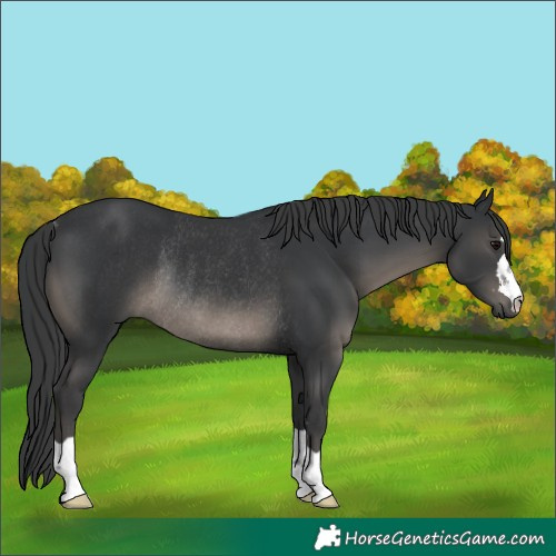 Horse Color:Black Rabicano