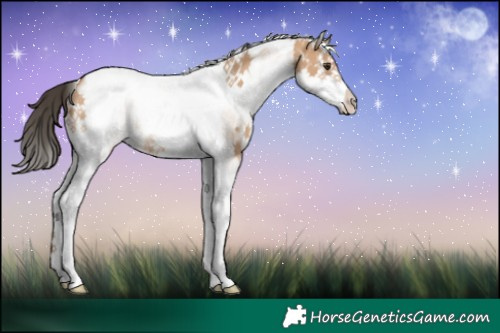 Horse Color:White Spotted Bay Dun Splash Tobiano Rabicano 