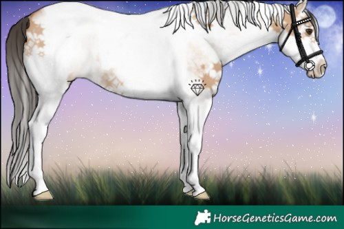 Horse Color:White Spotted Bay Dun Splash Tobiano Rabicano