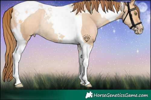 Horse Color:Bay Pearl Dun Tobiano Rabicano 