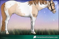 Horse Color:Bay Pearl Dun Tobiano Rabicano