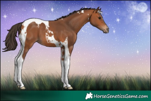 Horse Color:Bay Tobiano 