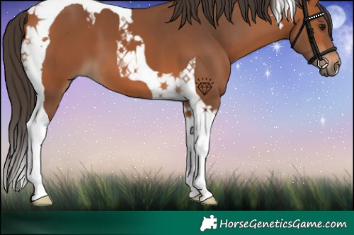 Horse Color:Bay Tobiano 