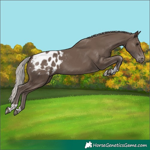 Horse Color:Silver Black Tobiano Appaloosa 