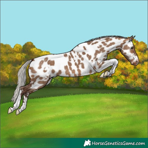 Horse Color:White Spotted Silver Brown Dun Tobiano Appaloosa