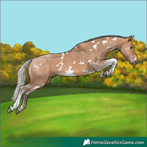 Horse Color:White Spotted Silver Bay Dun Tobiano 