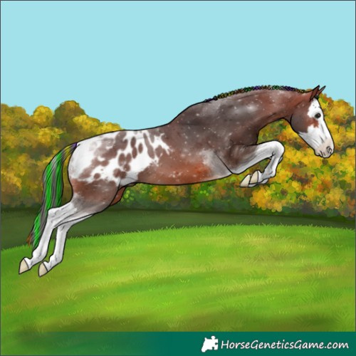 Horse Color:Painted Bay Splash Tobiano Appaloosa 