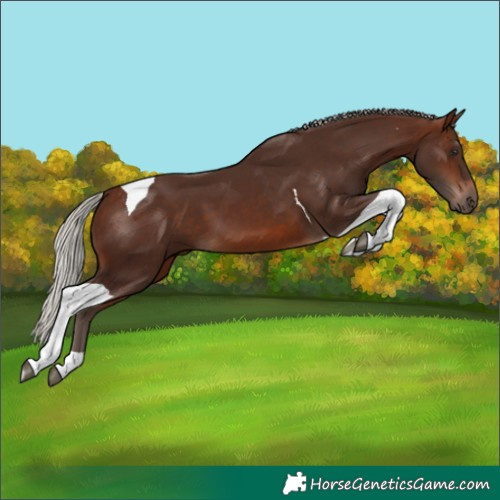 Horse Color:Silver Brown Tobiano
