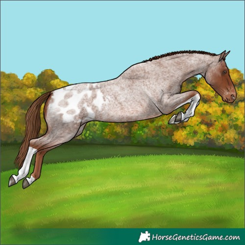 Horse Color:Red Roan Tobiano Appaloosa