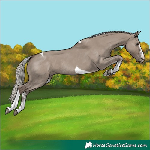 Horse Color:Silver Grullo Sabino Tobiano Rabicano 
