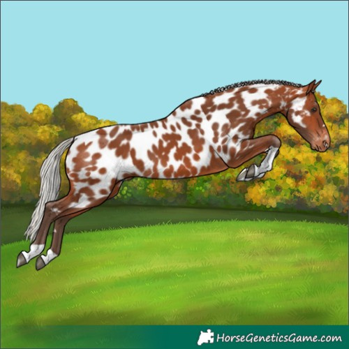 Horse Color:Silver Bay Tobiano Appaloosa
