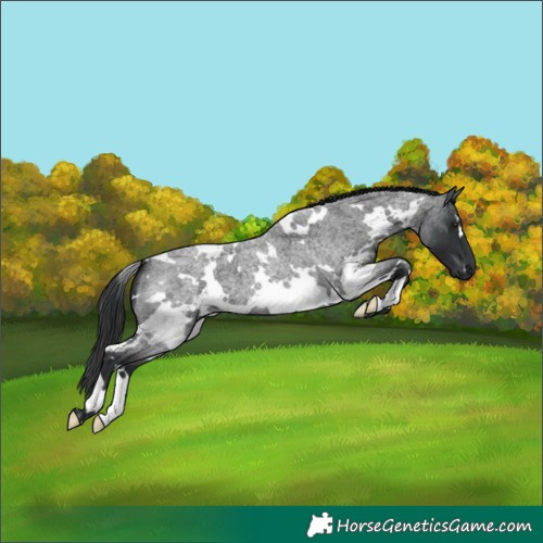 Horse Color:White Spotted Blue Roan 
