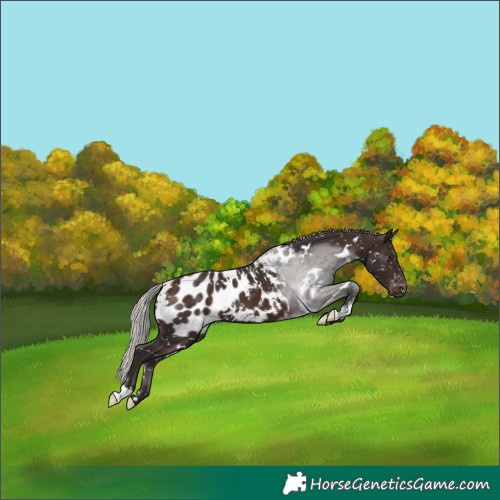 Horse Color:White Spotted Silver Brown Appaloosa 