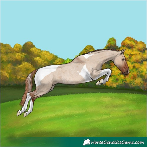Horse Color:Red Dun Roan Tobiano Rabicano 