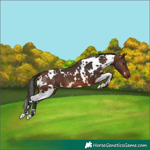 Horse Color:White Spotted Brown 