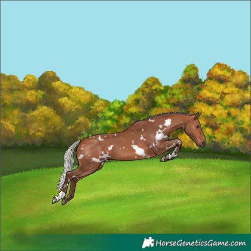 Horse Color:White Spotted Silver Bay 