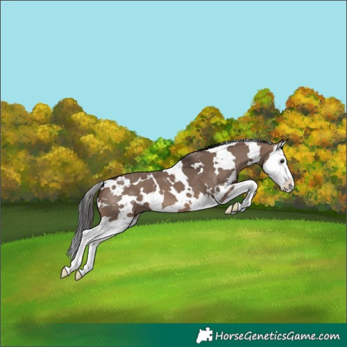 Horse Color:White Spotted Brown Dun Splash