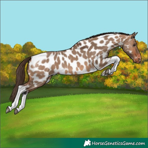 Horse Color:Bay Dun Tobiano Appaloosa 